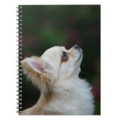 Long Hazard Chihuahua Headshot 2 Notitieboek (Voorkant)