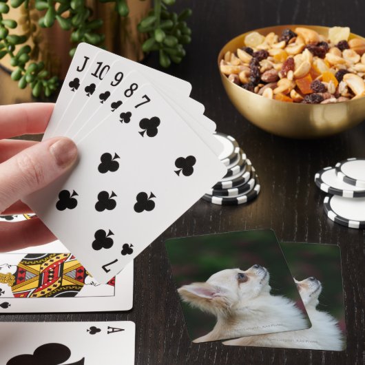 Long Hazard Chihuahua Headshot 2 Pokerkaarten (Insitu)