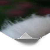 Long Hazard Chihuahua Headshot 2 Poster (Hoek)