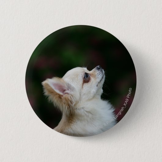 Long Hazard Chihuahua Headshot 2 Ronde Button 5,7 Cm (Voorkant)