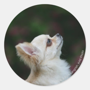 Long Hazard Chihuahua Headshot 2 Ronde Sticker