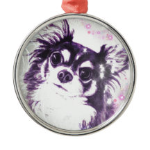 Long Hazard Chihuahua