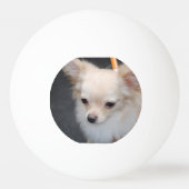 Long Hazard Chihuahua Pingpongbal (Achterkant)