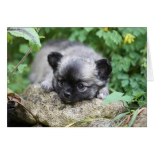 Long Hazard Chihuahua Puppy