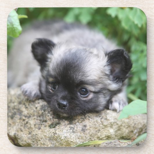 Long Hazard Chihuahua Puppy Bier Onderzetter (Voorkant)
