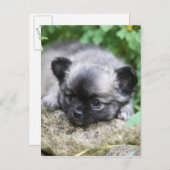 Long Hazard Chihuahua Puppy Briefkaart (Voorkant / Achterkant)