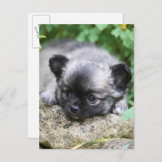 Long Hazard Chihuahua Puppy Briefkaart (Voorkant / Achterkant)