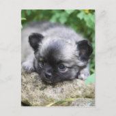 Long Hazard Chihuahua Puppy Briefkaart (Voorkant)