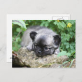 Long Hazard Chihuahua Puppy Briefkaart (Voorkant / Achterkant)