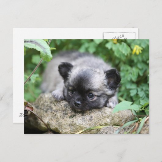 Long Hazard Chihuahua Puppy Briefkaart (Voorkant / Achterkant)