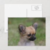 Long Hazard Chihuahua Puppy die camera bekijkt Briefkaart (Voorkant / Achterkant)