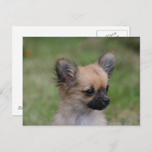 Long Hazard Chihuahua Puppy die camera bekijkt Briefkaart (Voorkant / Achterkant)