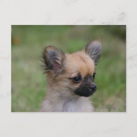 Long Hazard Chihuahua Puppy die camera bekijkt Briefkaart (Voorkant)