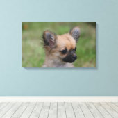 Long Hazard Chihuahua Puppy die camera bekijkt Canvas Afdruk (Insitu (Houten vloer))