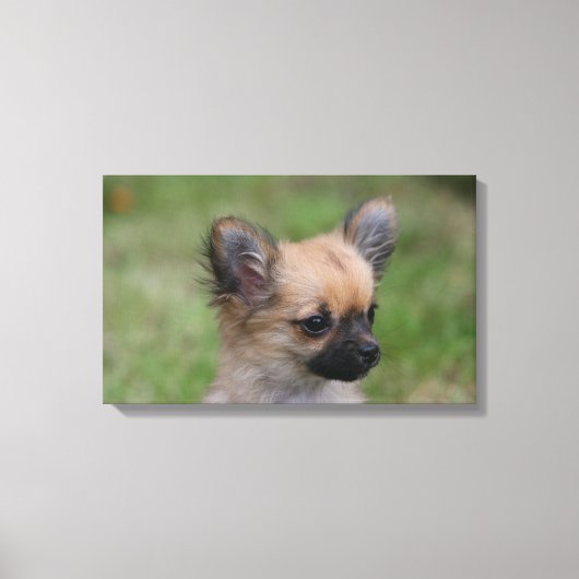 Long Hazard Chihuahua Puppy die camera bekijkt Canvas Afdruk (Voorkant)