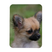 Long Hazard Chihuahua Puppy die camera bekijkt Magneet (Verticaal)