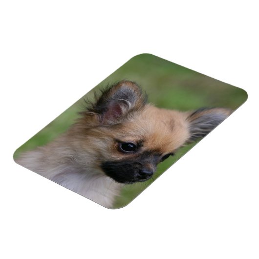 Long Hazard Chihuahua Puppy die camera bekijkt Magneet (Linkerzijde)