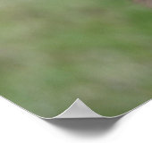 Long Hazard Chihuahua Puppy die camera bekijkt Poster (Hoek)