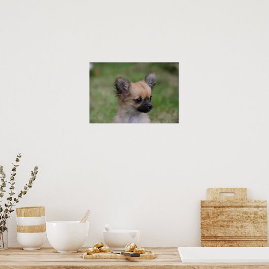 Long Hazard Chihuahua Puppy die camera bekijkt Poster (Keuken)