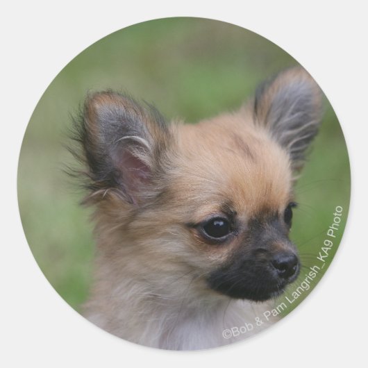 Long Hazard Chihuahua Puppy die camera bekijkt Ronde Sticker (Voorkant)