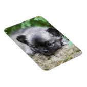 Long Hazard Chihuahua Puppy Magneet (Rechterzijde)