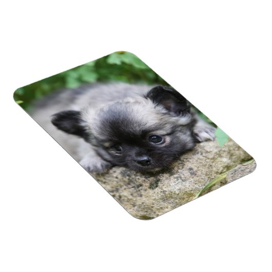 Long Hazard Chihuahua Puppy Magneet (Rechterzijde)