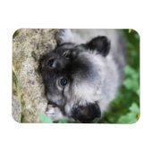 Long Hazard Chihuahua Puppy Magneet (Horizontaal)