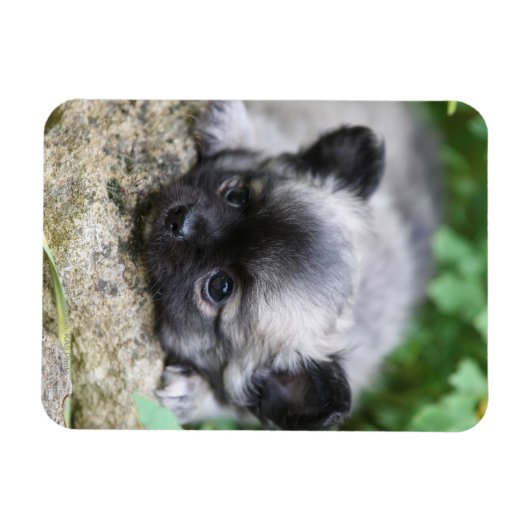 Long Hazard Chihuahua Puppy Magneet (Horizontaal)