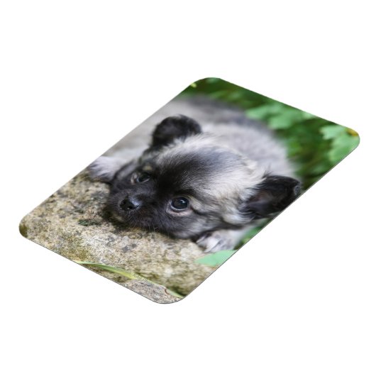 Long Hazard Chihuahua Puppy Magneet (Linkerzijde)