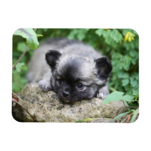 Long Hazard Chihuahua Puppy Magneet