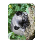 Long Hazard Chihuahua Puppy Magneet (Verticaal)