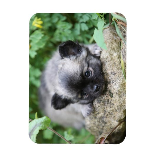 Long Hazard Chihuahua Puppy Magneet (Verticaal)