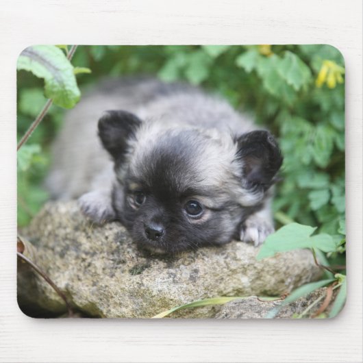 Long Hazard Chihuahua Puppy Muismat (Voorkant)