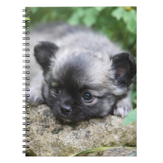 Long Hazard Chihuahua Puppy Notitieboek (Voorkant)