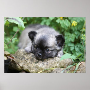 Long Hazard Chihuahua Puppy Poster