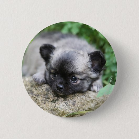 Long Hazard Chihuahua Puppy Ronde Button 5,7 Cm (Voorkant)