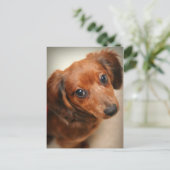 Long-Hazard Dachshund Puppy Briefkaart (Staand voorkant)