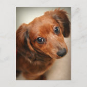 Long-Hazard Dachshund Puppy Briefkaart (Voorkant)