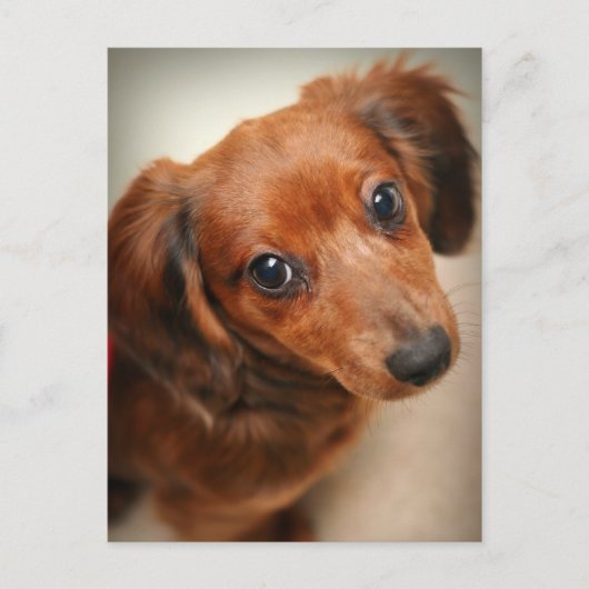 Long-Hazard Dachshund Puppy Briefkaart (Voorkant)