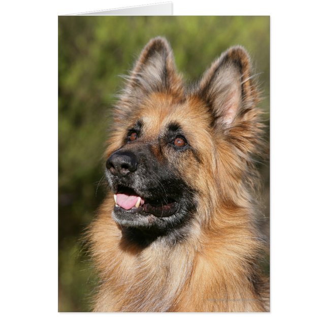 Long Hazard German Shepherd 1 (Voorkant)