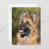 Long Hazard German Shepherd 1 Briefkaart (Voorkant / Achterkant)