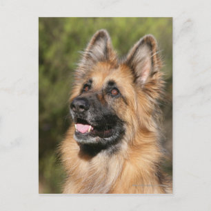 Long Hazard German Shepherd 1 Briefkaart