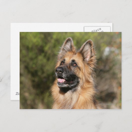 Long Hazard German Shepherd 1 Briefkaart (Voorkant / Achterkant)