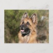 Long Hazard German Shepherd 1 Briefkaart (Voorkant)
