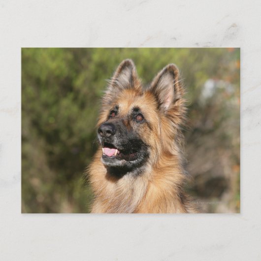 Long Hazard German Shepherd 1 Briefkaart (Voorkant)