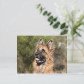 Long Hazard German Shepherd 1 Briefkaart (Staand voorkant)