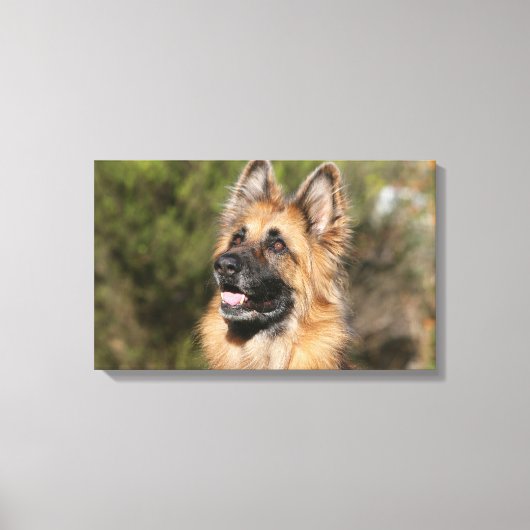 Long Hazard German Shepherd 1 Canvas Afdruk (Voorkant)