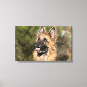 Long Hazard German Shepherd 1 Canvas Afdruk