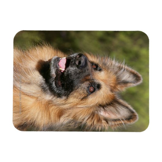 Long Hazard German Shepherd 1 Magneet (Horizontaal)