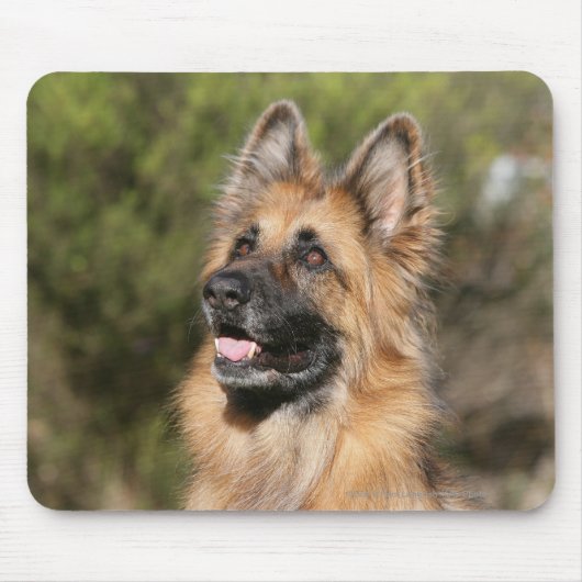 Long Hazard German Shepherd 1 Muismat (Voorkant)